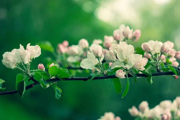 美しいピンクと白のアップルの花朝の自然のバド新鮮さ 背景がぼやけて — ストック写真