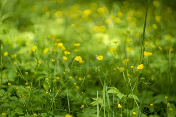 Hermoso Paisaje Con Una Fina Hierba Joven Pequeñas Flores Amarillas —  Fotos de Stock