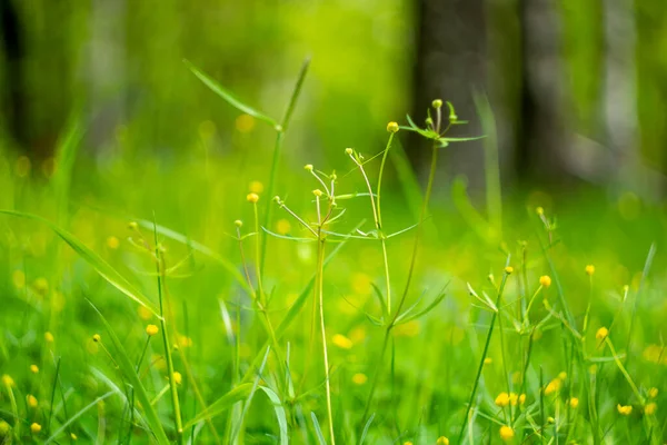 Bellissimo Paesaggio Con Una Bella Erba Giovane Piccoli Fiori Gialli — Foto Stock