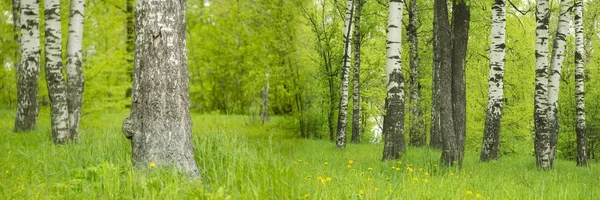 Vacker Landskap Björk Grove Friskhet Grönska Vår Sommar Säsong Banner — Stockfoto
