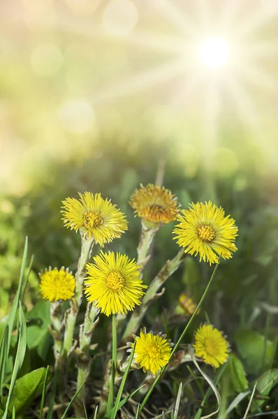 Principios Primavera Flores Amarillas Madre Madrastra Rayos Sol Brillante Primavera —  Fotos de Stock