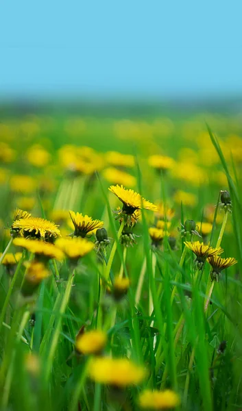 Campo Amarillo Los Dientes León Primavera Temporada Veraniega Paisajes Naturales —  Fotos de Stock