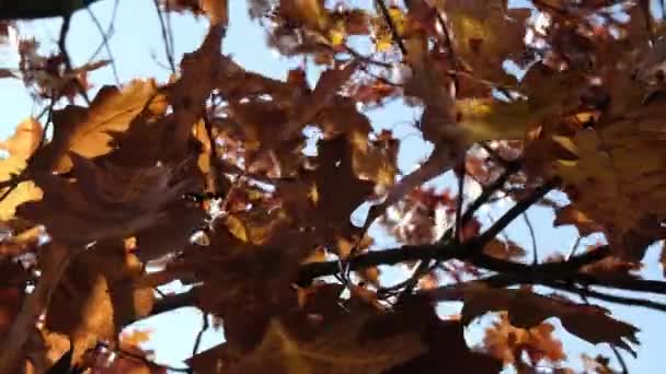 橡木叶子的特写镜头在蓝天的风中飘扬 金秋红叶镜头 阳光穿过秋天的树叶 — 图库视频影像