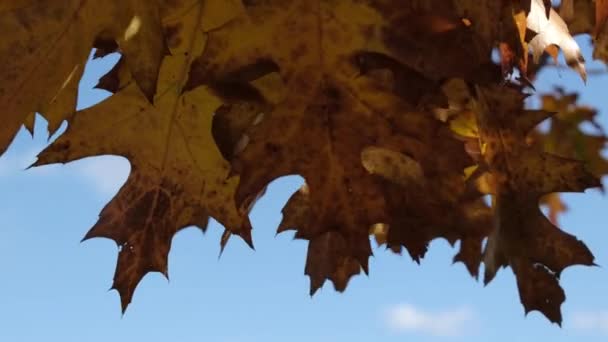橡木叶子的特写镜头在蓝天的风中飘扬 金秋红叶镜头 阳光穿过秋天的树叶 — 图库视频影像