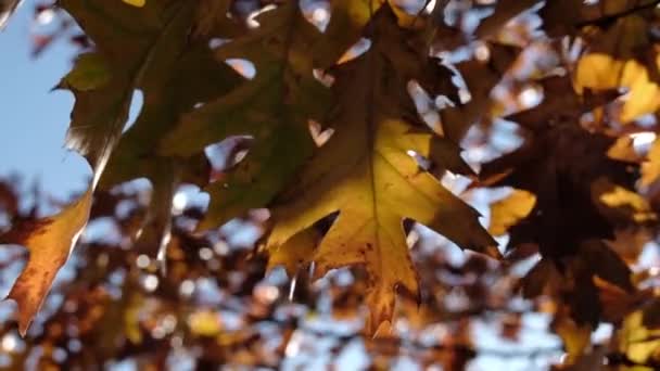 Oak Φύλλα Closeup Φτερουγίζει Στο Γαλάζιο Ουρανό Φόντο Χρυσό Φθινοπωρινό — Αρχείο Βίντεο