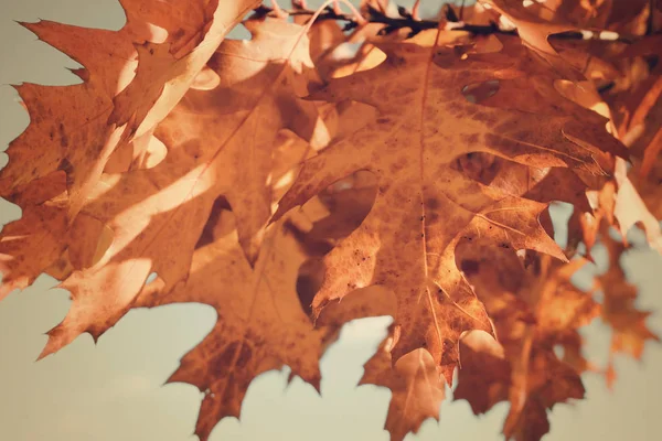 Vintage autumn leaves branch tree. Autumn nature toning background.