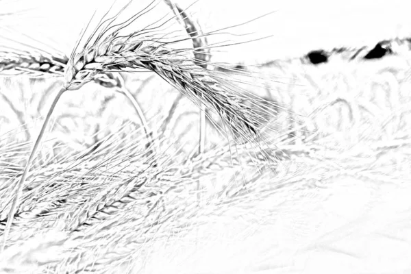 Wheat field pencil drawing sketch illustration. Wheat monochrome doodle wallpaper.
