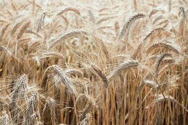 Buğday, sahanın ışık bağlama efekti tonlamasında olgunlaşır. Güzel açık altın manzara. Buğday kulaklı tarla. Tarımsal buğday yetiştirme geçmişi.