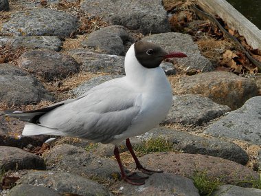 Beyaz deniz martıları Baltık Denizi kıyısında yer almaktadır. Kıyı taşlardan yapılmıştır..