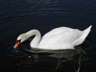 Baharda nehirde beyaz bir kuğu.