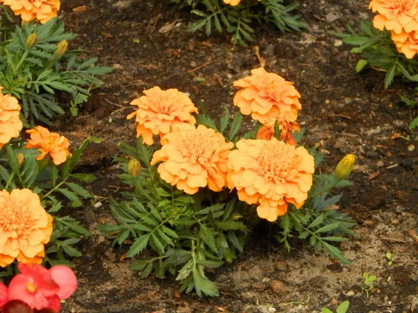 Les Soucis Oranger Fleurissent Été Sur Lit Fleuri Dans Parc — Photo