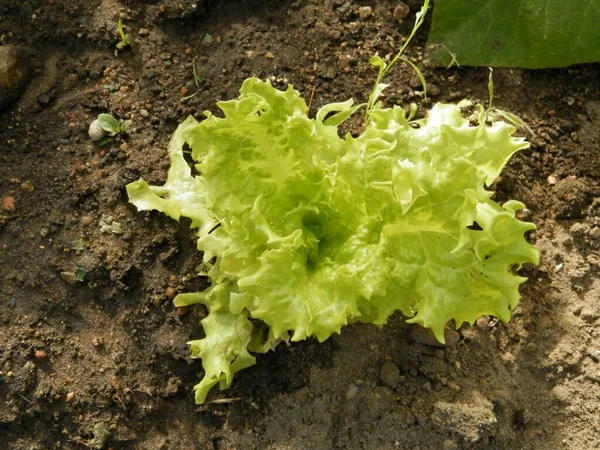 Laitue Feuillue Verte Juteuse Lumineuse Pousse Dans Jardin Printemps — Photo