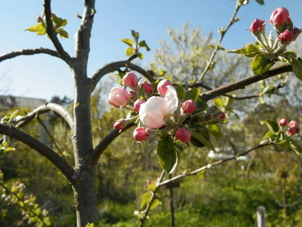 Äppelträd Gren Med Vita Blommor Våren — Stockfoto
