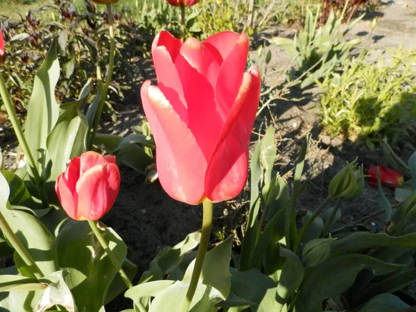 Tulipa Vermelha Floresce Jardim Primavera Close — Fotografia de Stock