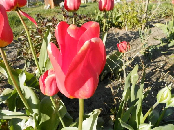 Tulipa Vermelha Cresce Jardim — Fotografia de Stock