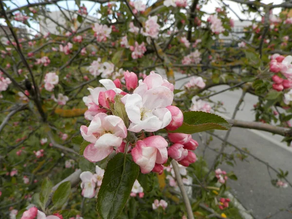 White Pink Flowers Apple Tree Blossomed Branch — Stock Photo, Image