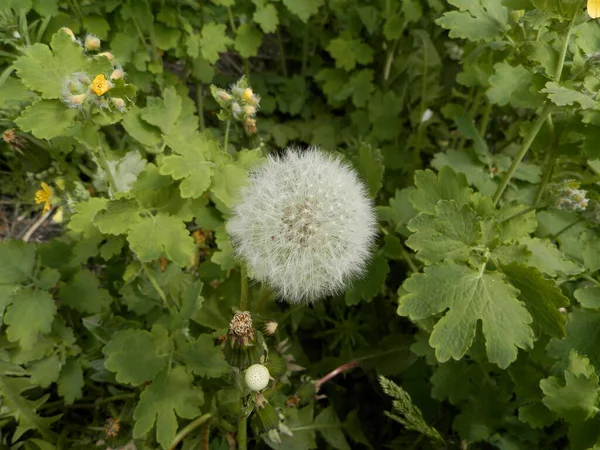 Baharda Güneşli Havada Büyüyen Bir Karahindibanın Üzerindeki Beyaz Tohumlar Bahçede — Stok fotoğraf