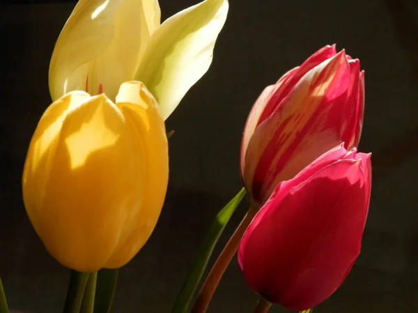 Tulip Multi Colored Pada Latar Belakang Hitam — Stok Foto