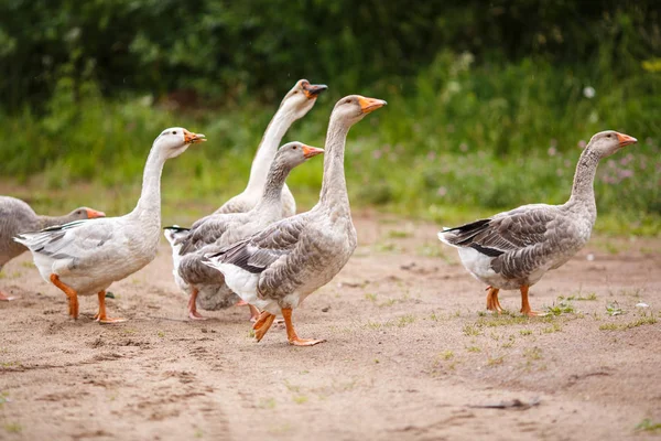 Gansos en el campo — Foto de Stock