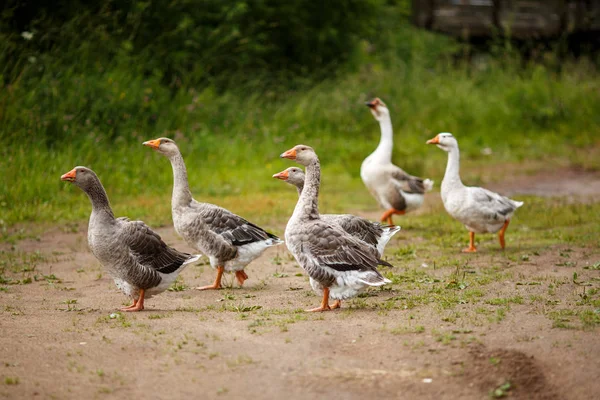 Gansos en el campo — Foto de Stock