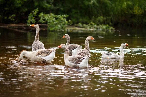 Gansos domésticos cerca de un estanque de granja — Foto de Stock