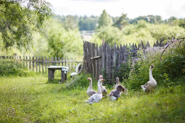 Gäss på fältet — Stockfoto