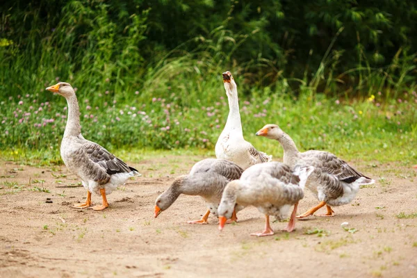 Gansos en el campo — Foto de Stock