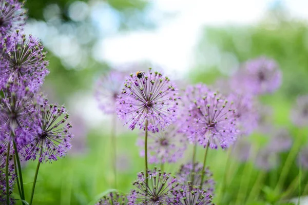 Violette bloemen in het groene veld. Zonnige dag — Stockfoto