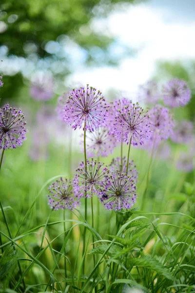 Violette bloemen in het groene veld. Zonnige dag — Stockfoto