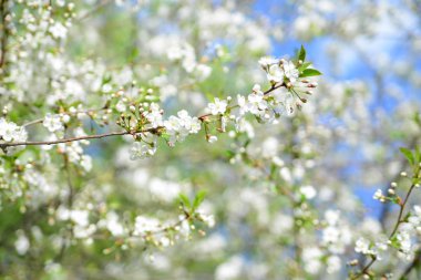 Beyaz Elma Çiçekleri. Çiçek açan güzel elma ağaçları. Bahar günü çiçek açan bir arka plan.