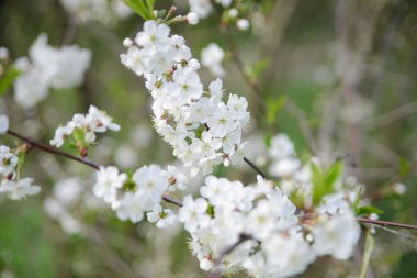 Beyaz Elma Çiçekleri. Çiçek açan güzel elma ağaçları. Bahar günü çiçek açan bir arka plan.
