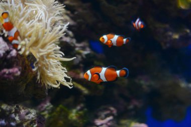 Sea anemone and clown fish in marine aquarium. Blue background clipart