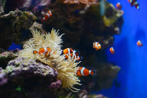Морской анемон и рыбы-клоуны в морском аквариуме. Синий фон — стоковое фото