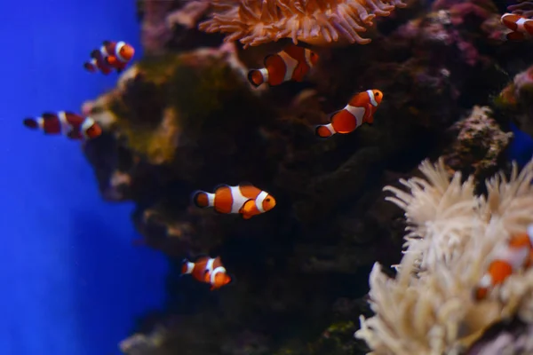 Zeeanemonen en clown vis in zee aquarium. Blauwe achtergrond — Stockfoto