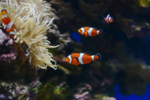 Zeeanemonen en clown vis in zee aquarium. Blauwe achtergrond — Stockfoto