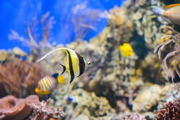 Tropische vissen Pennant coralfish of Koetsier. Blauwe achtergrond — Stockfoto