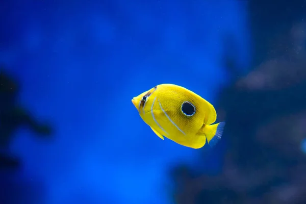 Изображение зебрасомы жёлтого оттенка рыбы в аквариуме. Синий фон — стоковое фото