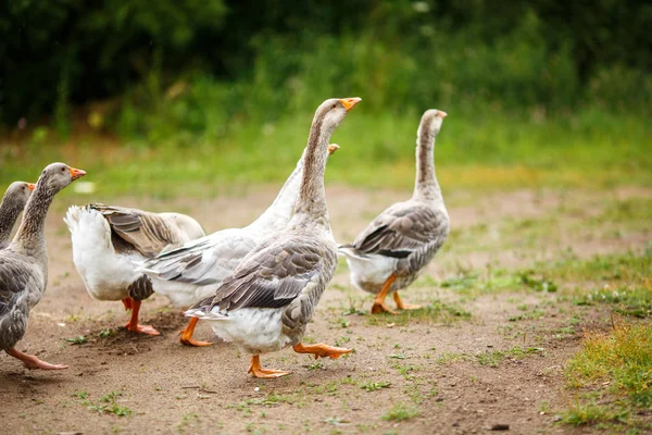 Gansos en el campo — Foto de Stock