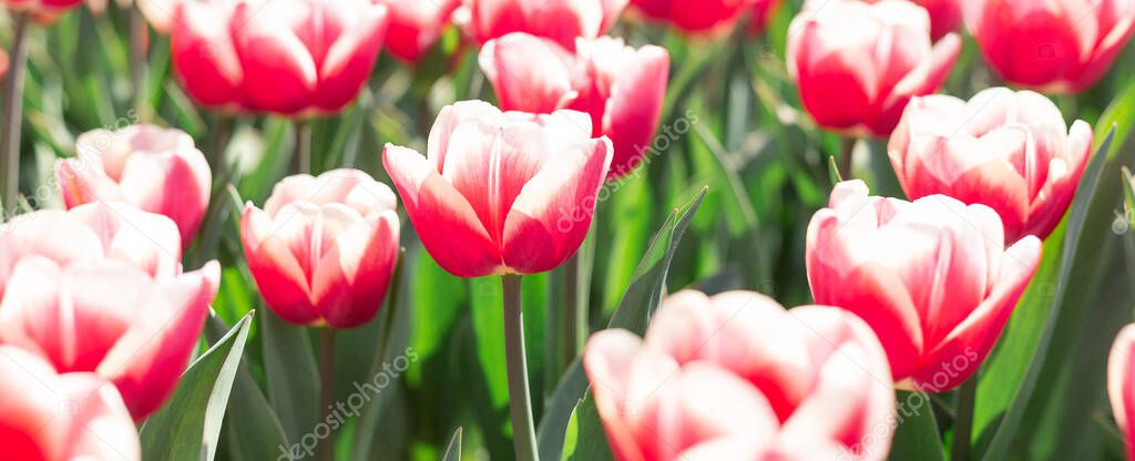 Flower bed of beautiful tulips. Beautiful spring tulips flowers in park. Sunny day