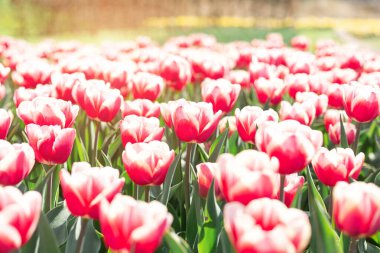 Güzel lalelerden oluşan çiçek tarhı. Parktaki güzel bahar laleleri. Güneş ışınları