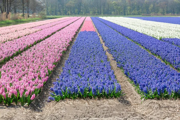 Campo di fiori con giacinti viola, rosa, blu e bianchi. Bellissimo paesaggio nei Paesi Bassi, Europa — Foto Stock