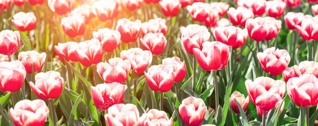 Flower bed of beautiful tulips. Beautiful spring tulips flowers in park. Sun rays. Horizontal banner
