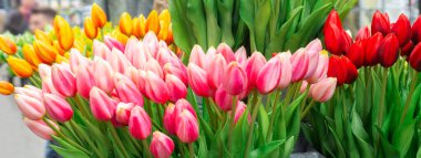 Çiçek pazarında satılacak bir sürü güzel lale çiçeği. Renkli laleler. Çiçekçi servisi. Kadın Günü