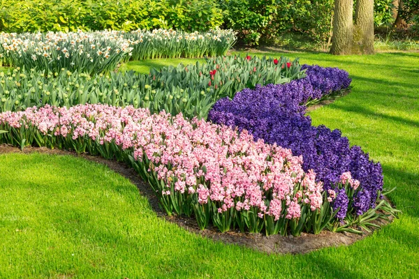 Aiuola di rosa e viola bellissimi giacinti. Prato verde. Bellissimi fiori di tulipani primaverili nel parco. Giornata di sole — Foto Stock