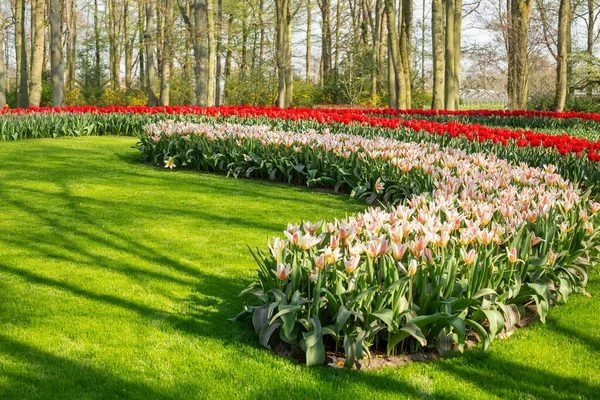 Aiuola di bellissimi tulipani. Fiori in fiore nel parco Keukenhof nei Paesi Bassi, Europa — Foto Stock