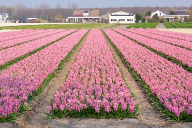 Pembe sümbüllü çiçek tarlası. Hollanda ve Avrupa 'nın güzel manzarası