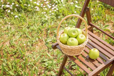 Hasır sepetteki yeşil elma bahçe sandalyesinde yeşil çimen hasat zamanı