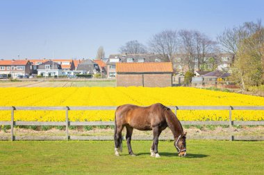 Kahverengi bir at çiftlikte otluyor. Sarı nergis tarlası. Hollanda 'nın bahar manzarası