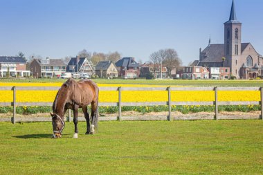 Kahverengi bir at çiftlikte otluyor. Sarı nergis tarlası. Hollanda 'nın bahar manzarası