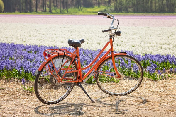 Pomarańczowy rower obok pola hiacyntów. Krajobraz wiosenny Niderlandów — Zdjęcie stockowe